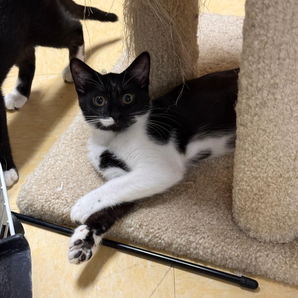 Lzzy Hale, a Adoptable Domestic Short Hair in Marietta, GA image 3/4