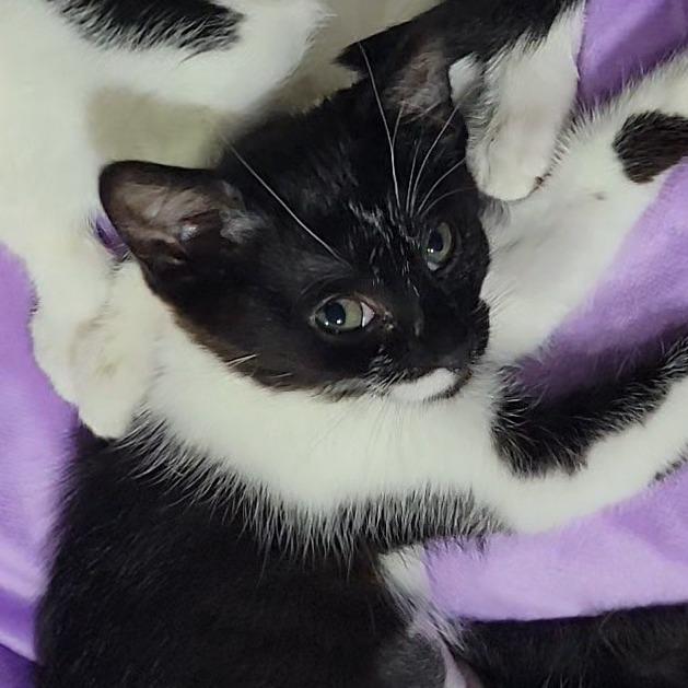 Lzzy Hale, a Adoptable Domestic Short Hair in Marietta, GA image 4/4