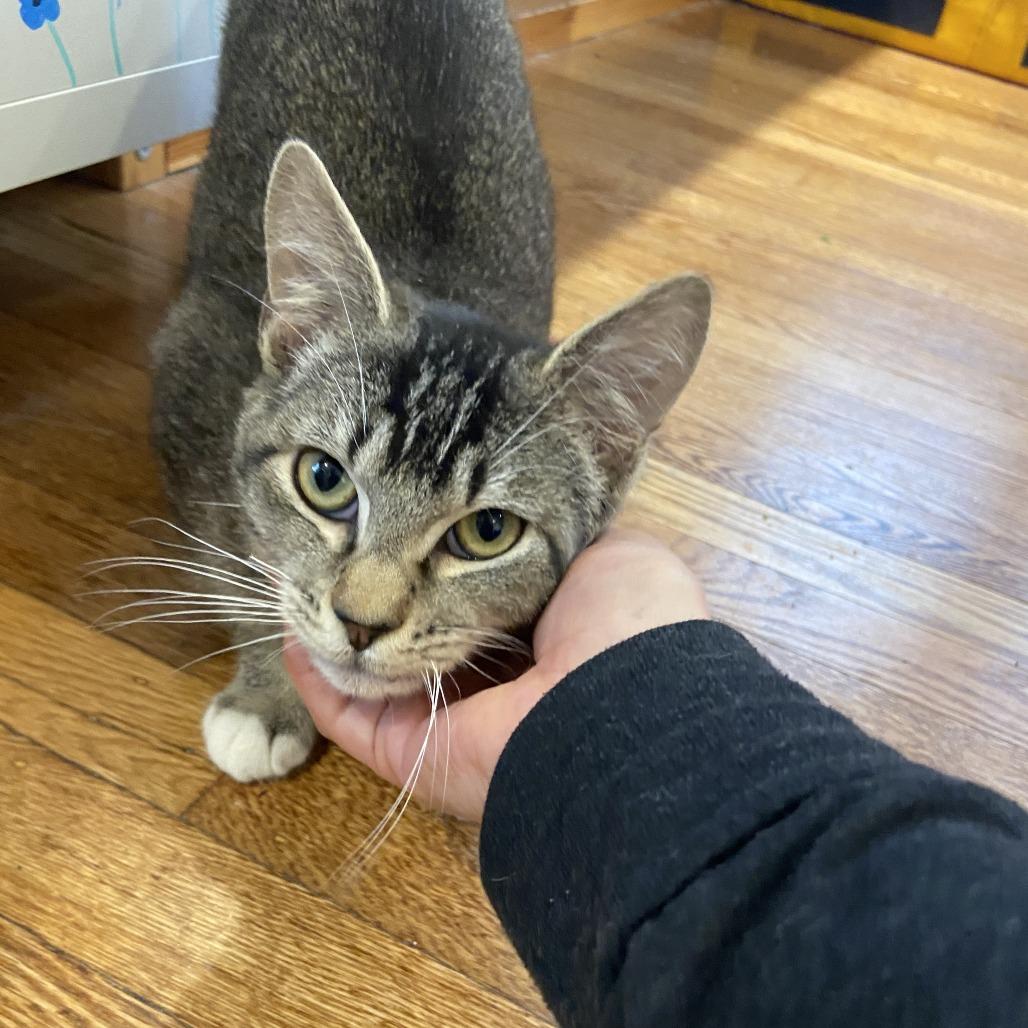 Buddy — thumbnail 2