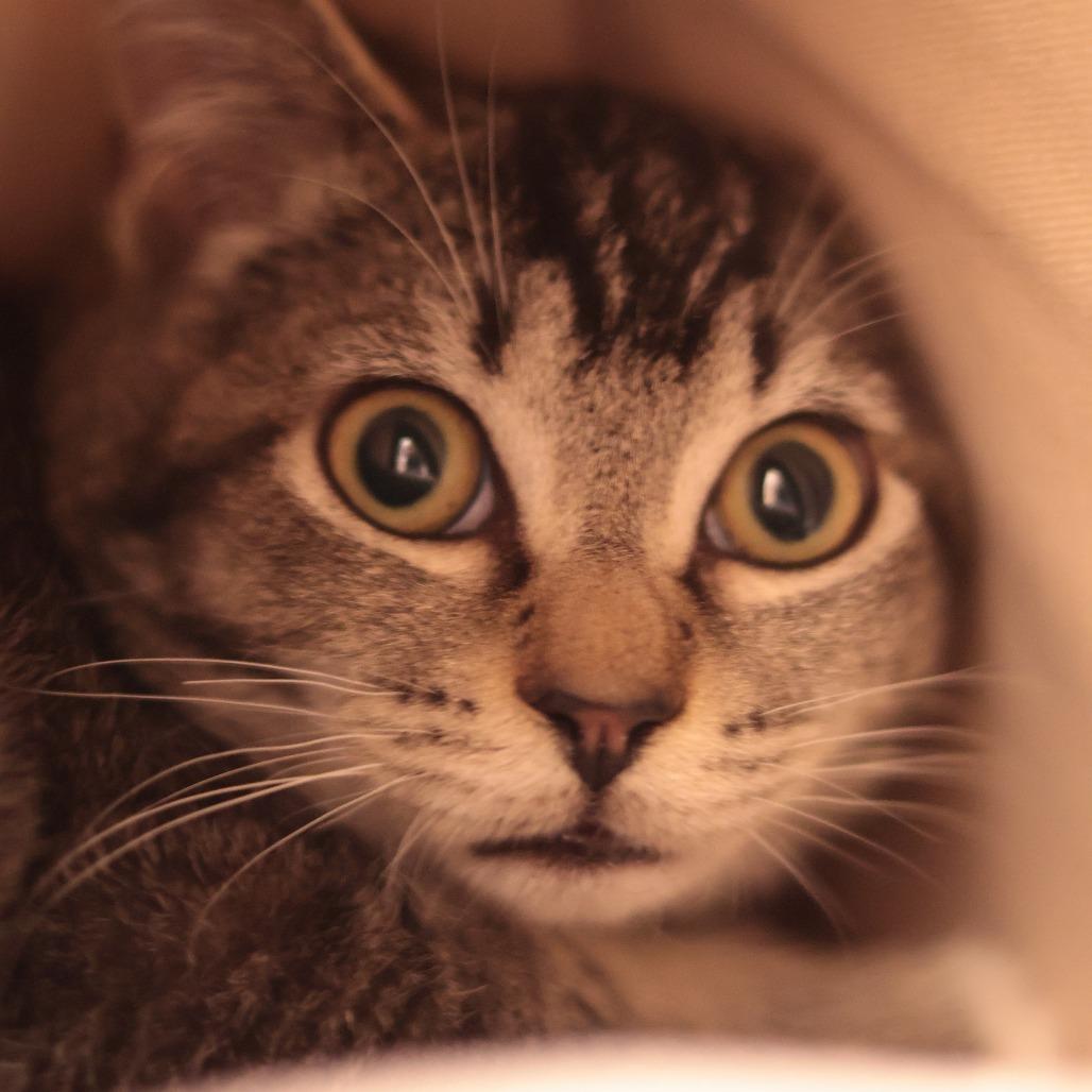 Buddy — thumbnail 4