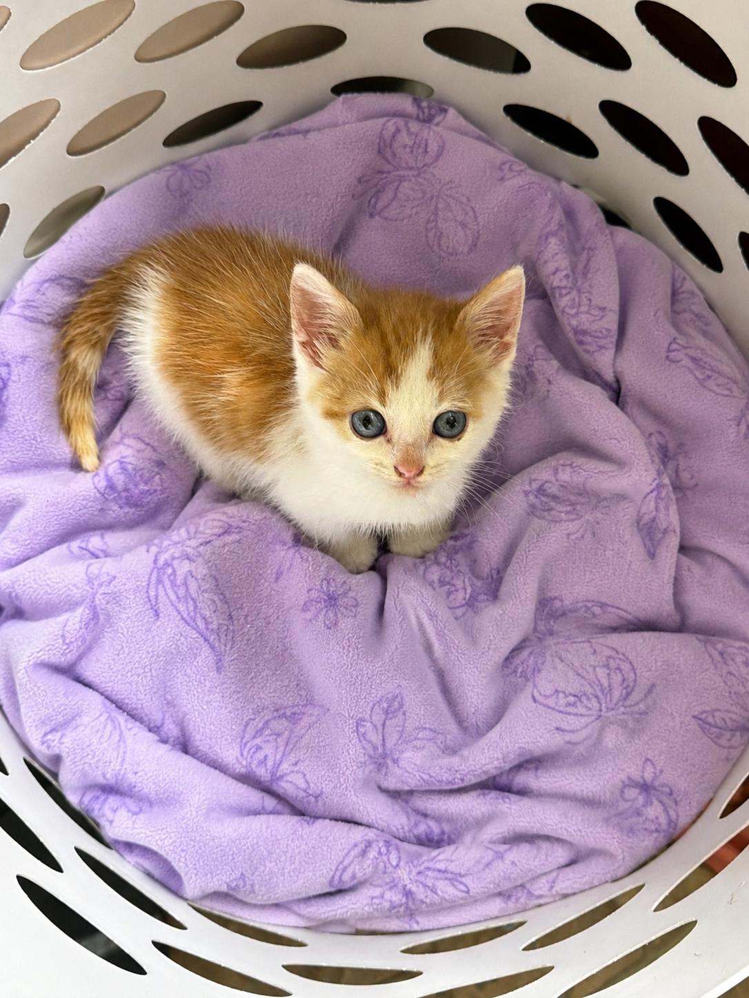 Pumpkin, a ADOPTABLE Domestic Short Hair in Greensboro, NC image 1/2