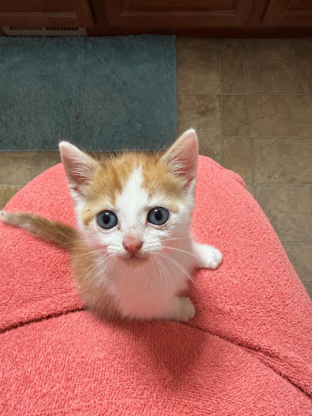 Pumpkin, a ADOPTABLE Domestic Short Hair in Greensboro, NC image 2/2