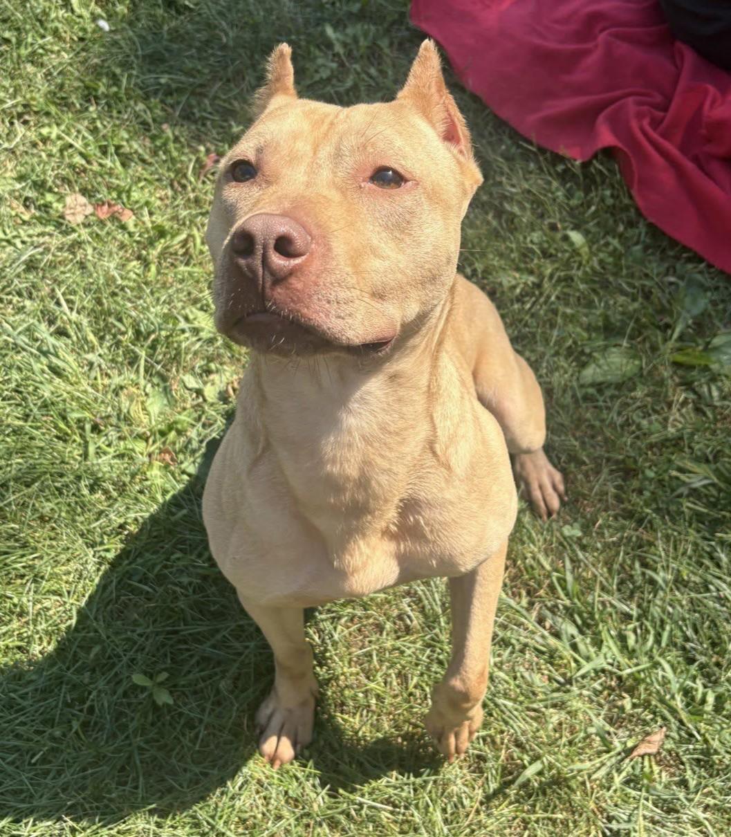 Enlarge Griswold, a Adoptable mixed breed in Valparaiso, IN image 4/4