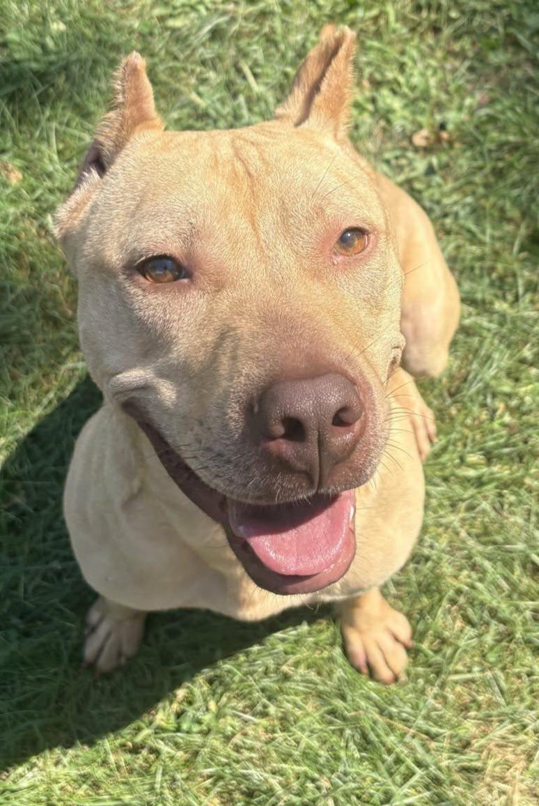 Enlarge Griswold, a Adoptable mixed breed in Valparaiso, IN image 2/4
