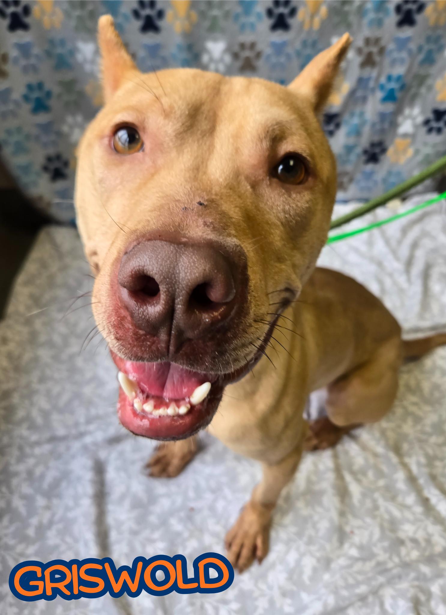 Enlarge Griswold, a Adoptable mixed breed in Valparaiso, IN image 3/4