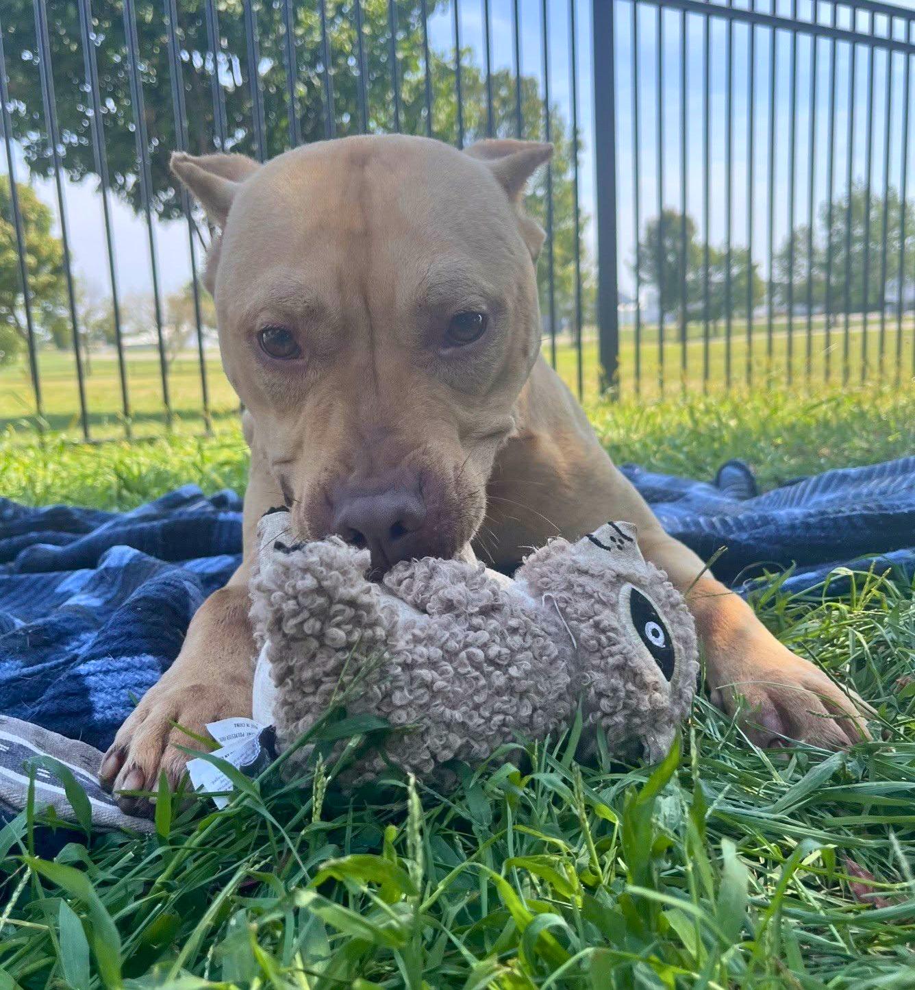 Enlarge Griswold, a Adoptable mixed breed in Valparaiso, IN image 1/4