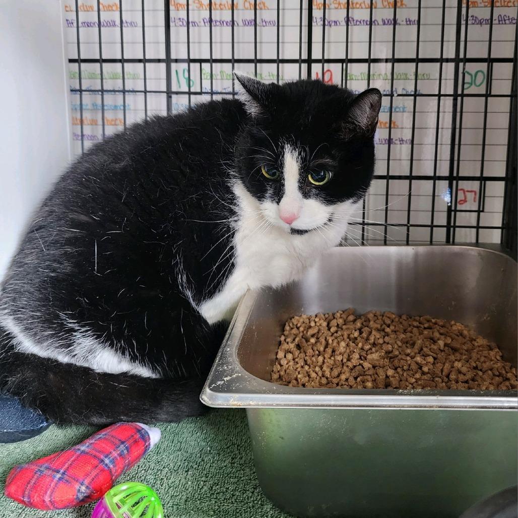 Enlarge Pudge, a Adoptable Domestic Short Hair in Columbus, NC image 1/3