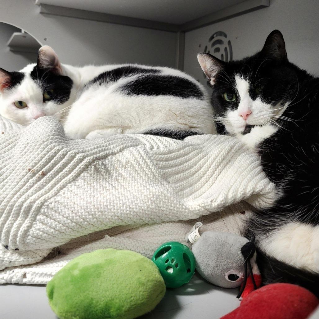 Enlarge Pudge, a Adoptable Domestic Short Hair in Columbus, NC image 2/4