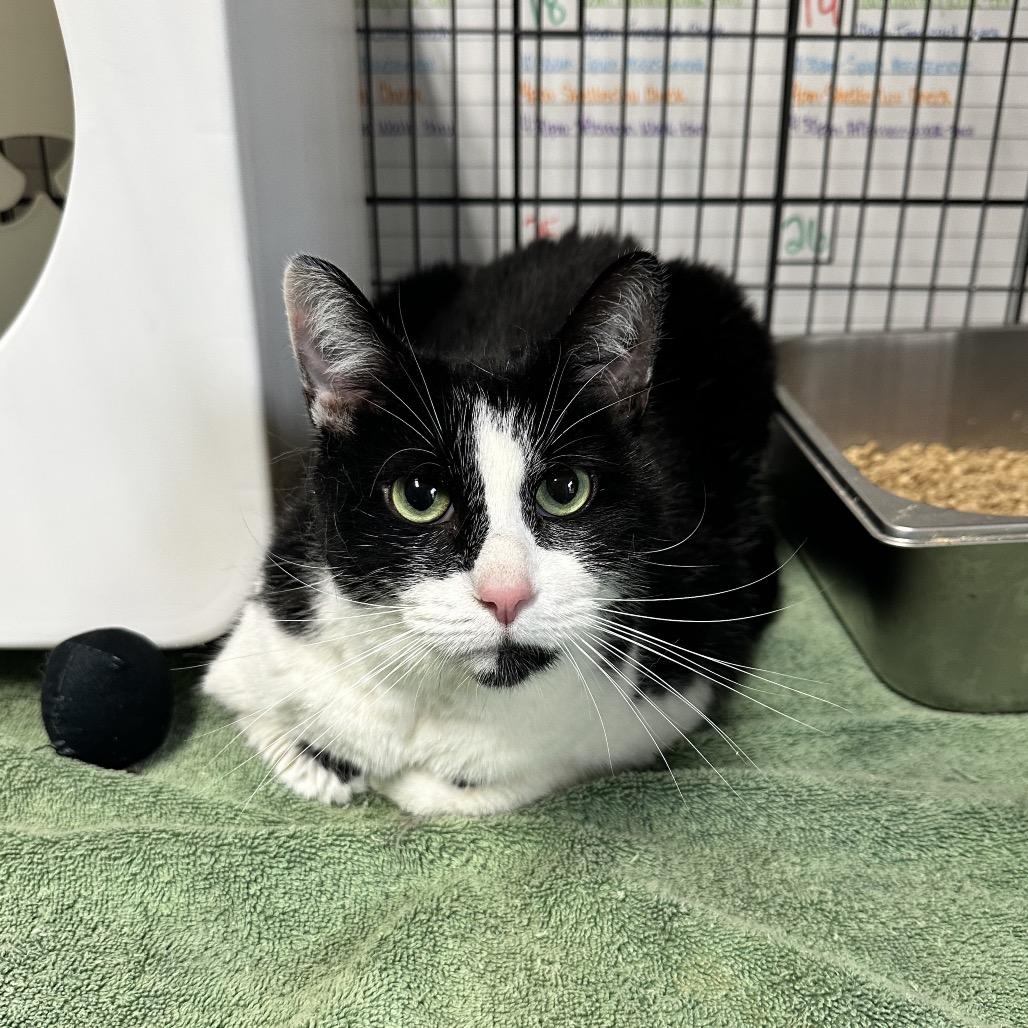 Enlarge Pudge, a Adoptable Domestic Short Hair in Columbus, NC image 2/3