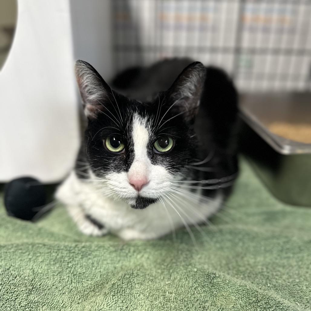 Enlarge Pudge, a Adoptable Domestic Short Hair in Columbus, NC image 3/3