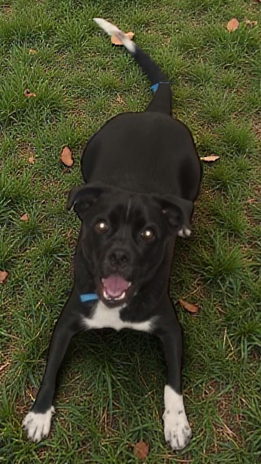 Bobby, ADOPTABLE, Young Male Mixed Breed.