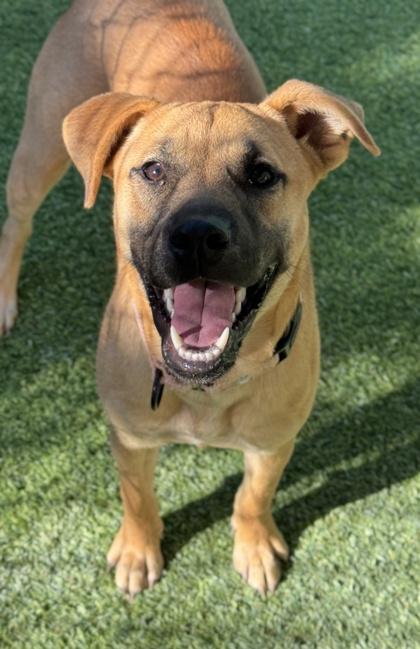 Shelly — thumbnail 3