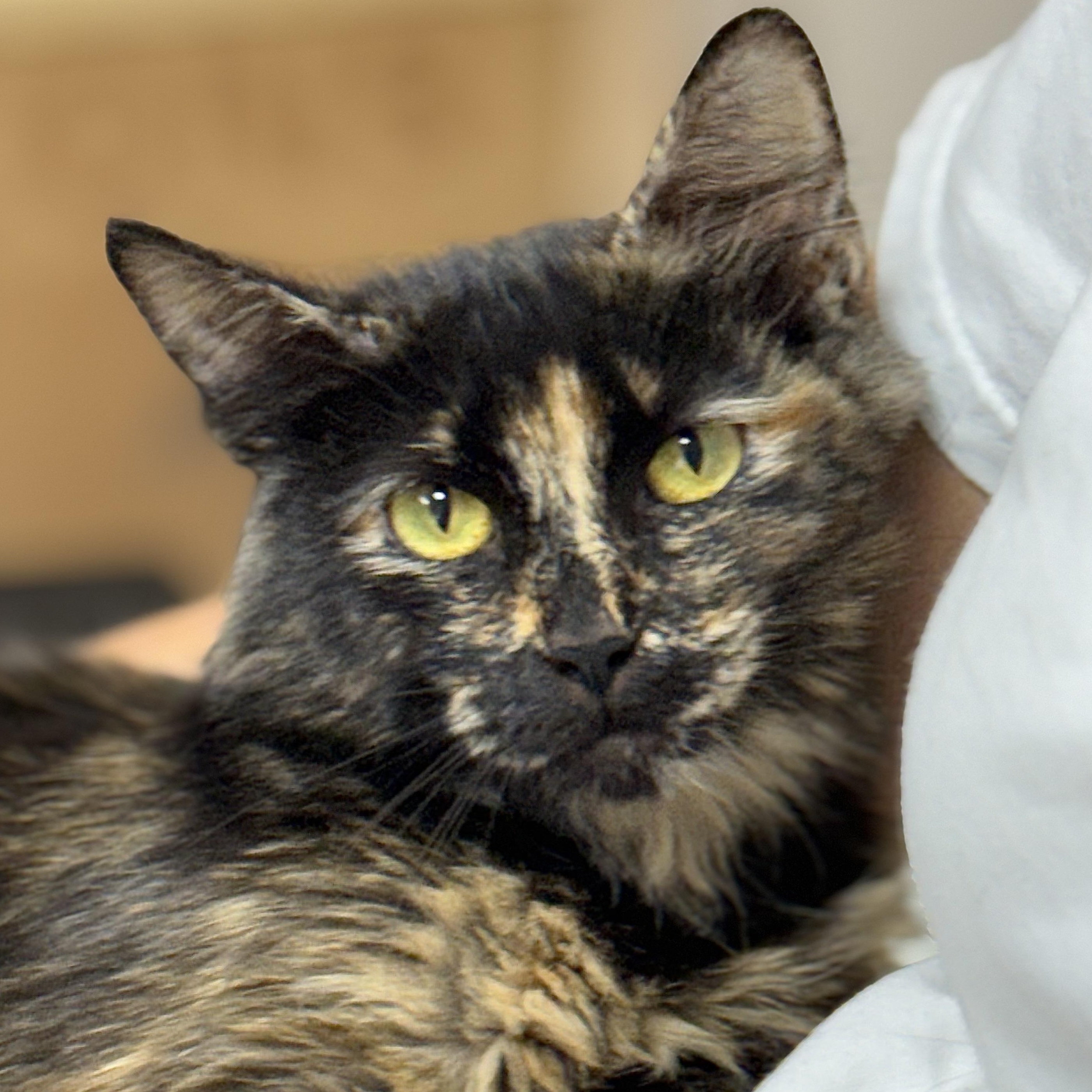 Mama Walnut, Adopted, Adult Female Tortoiseshell.