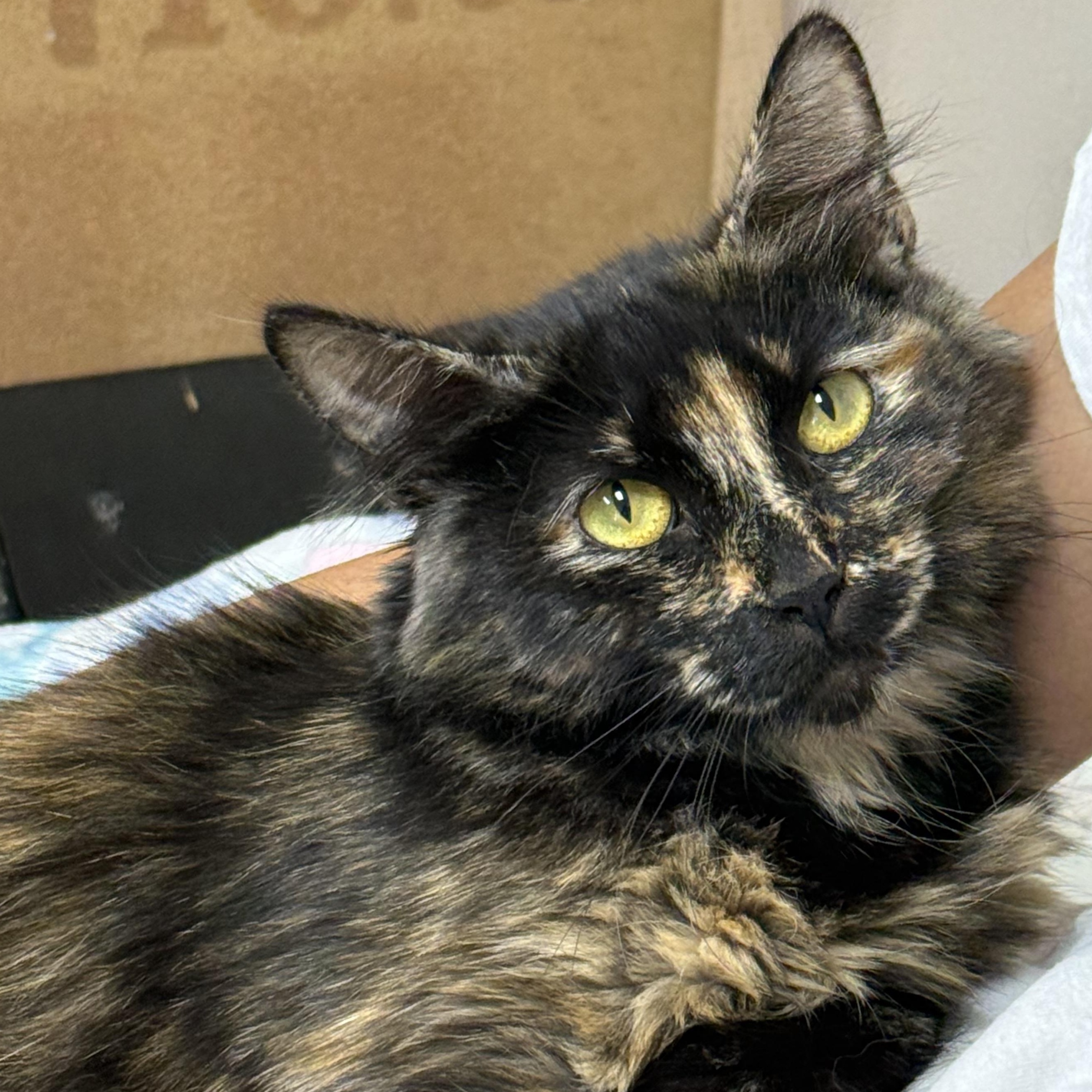 Enlarge Mama Walnut, a Adopted Tortoiseshell in Collierville, TN image 2/5