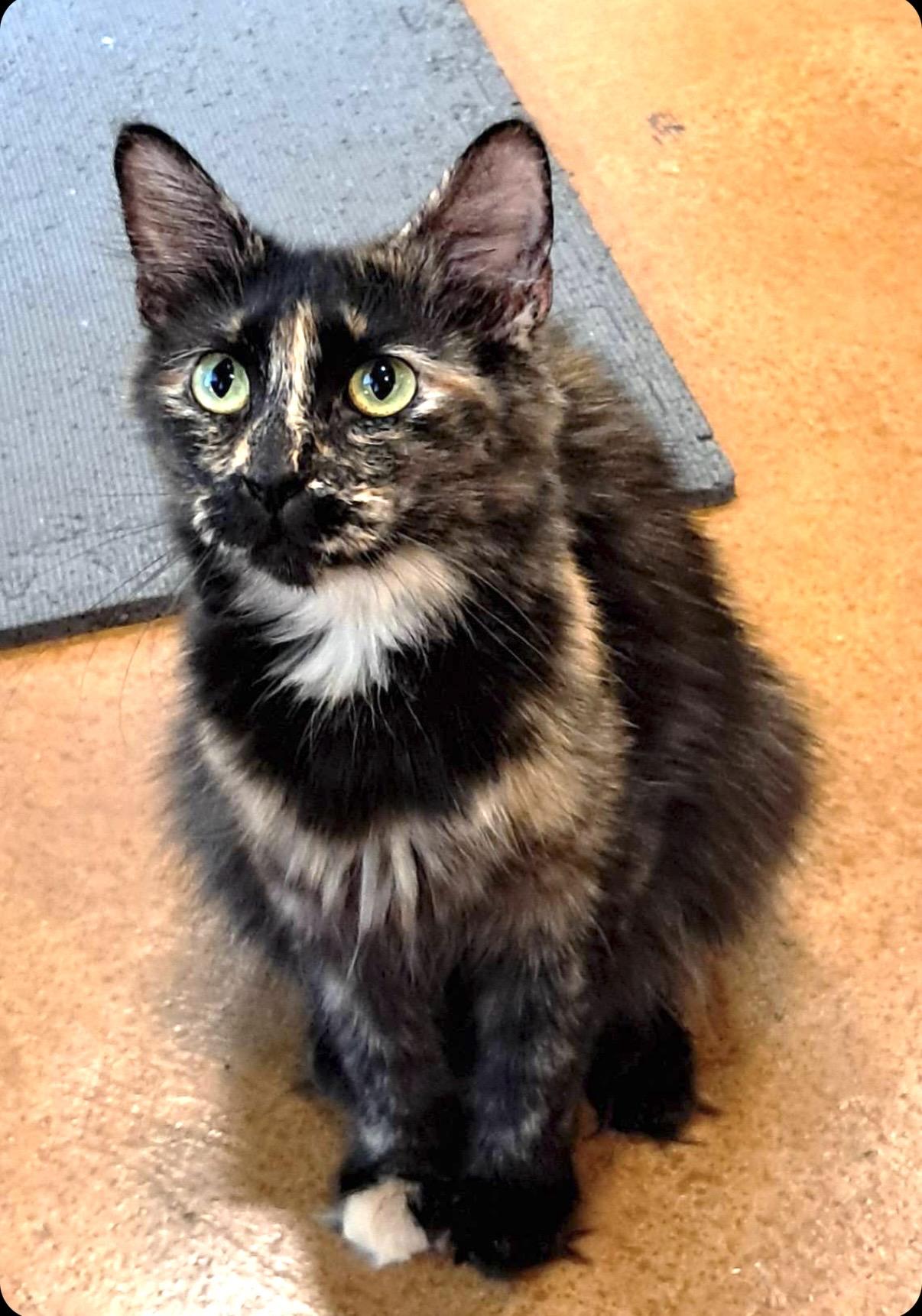 Enlarge Mama Walnut, a Adopted Tortoiseshell in Collierville, TN image 4/5