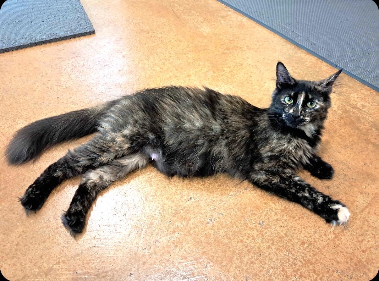 Enlarge Mama Walnut, a Adopted Tortoiseshell in Collierville, TN image 3/5