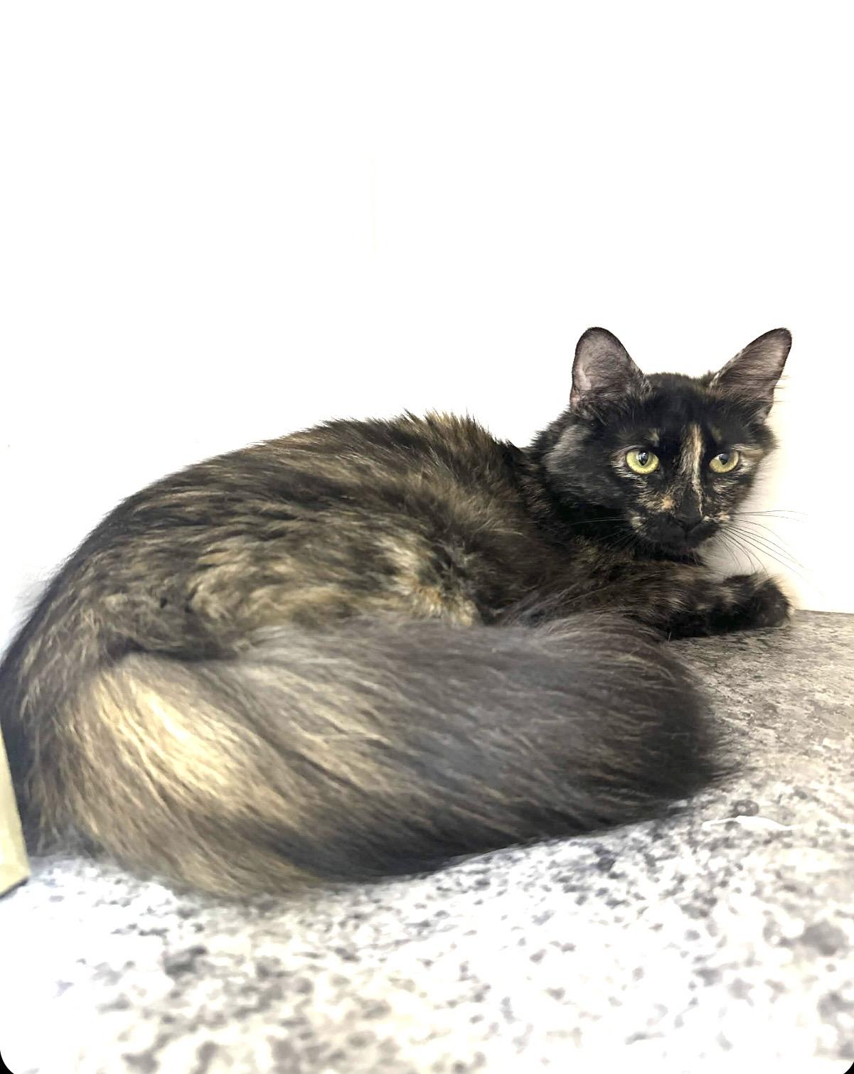 Enlarge Mama Walnut, a Adopted Tortoiseshell in Collierville, TN image 5/5