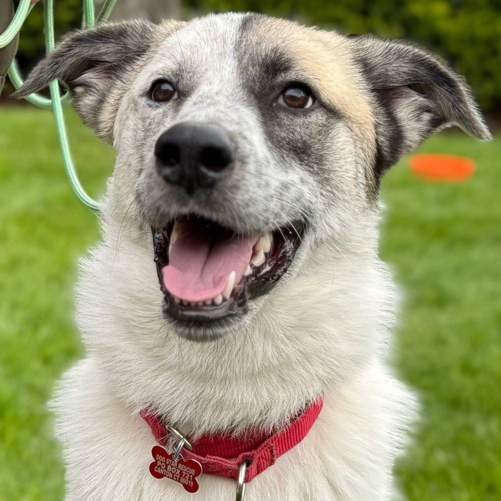 Willow, Adoptable, Young Female Anatolian Shepherd & Terrier.