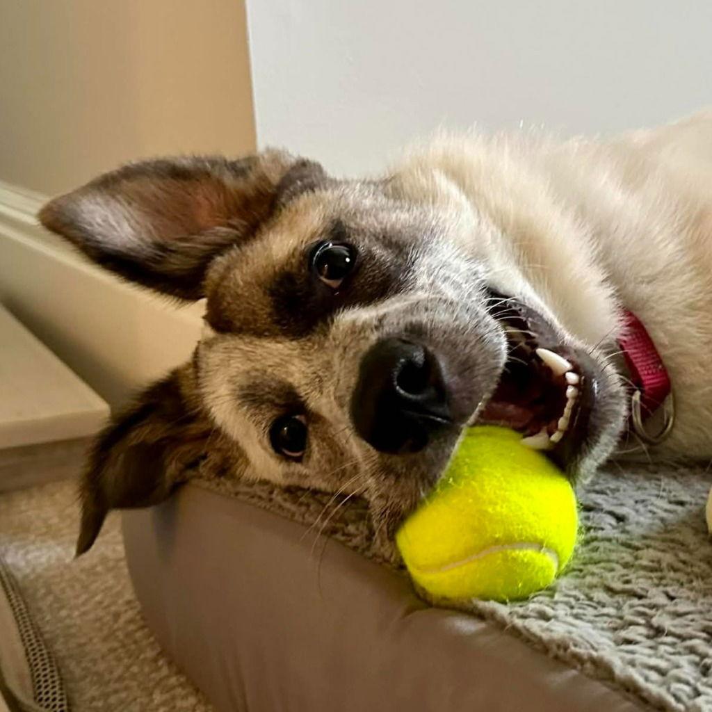 Willow, Adoptable, Young Female Anatolian Shepherd & Terrier.