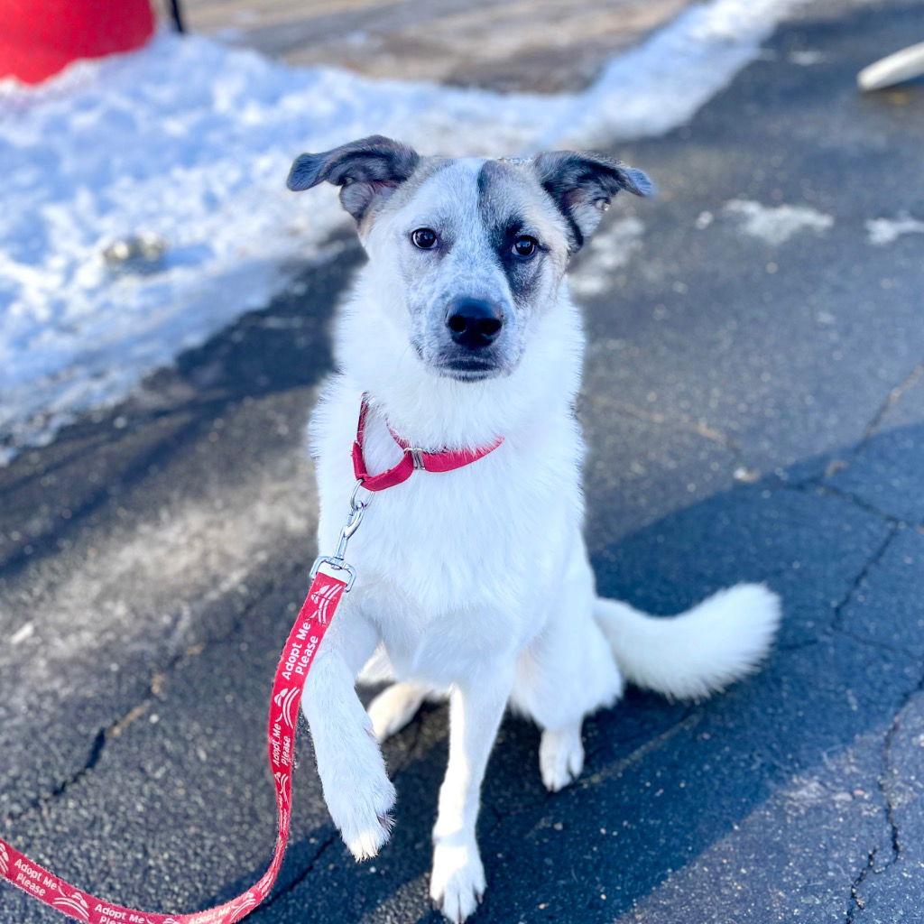 Enlarge Willow, a Adoptable mixed breed in Bloomfield, CT image 3/3