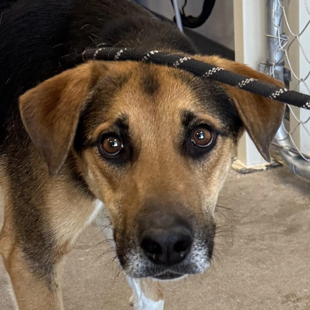 Enlarge Dash, a Adoptable Mixed Breed in Las Cruces, NM image 1/6