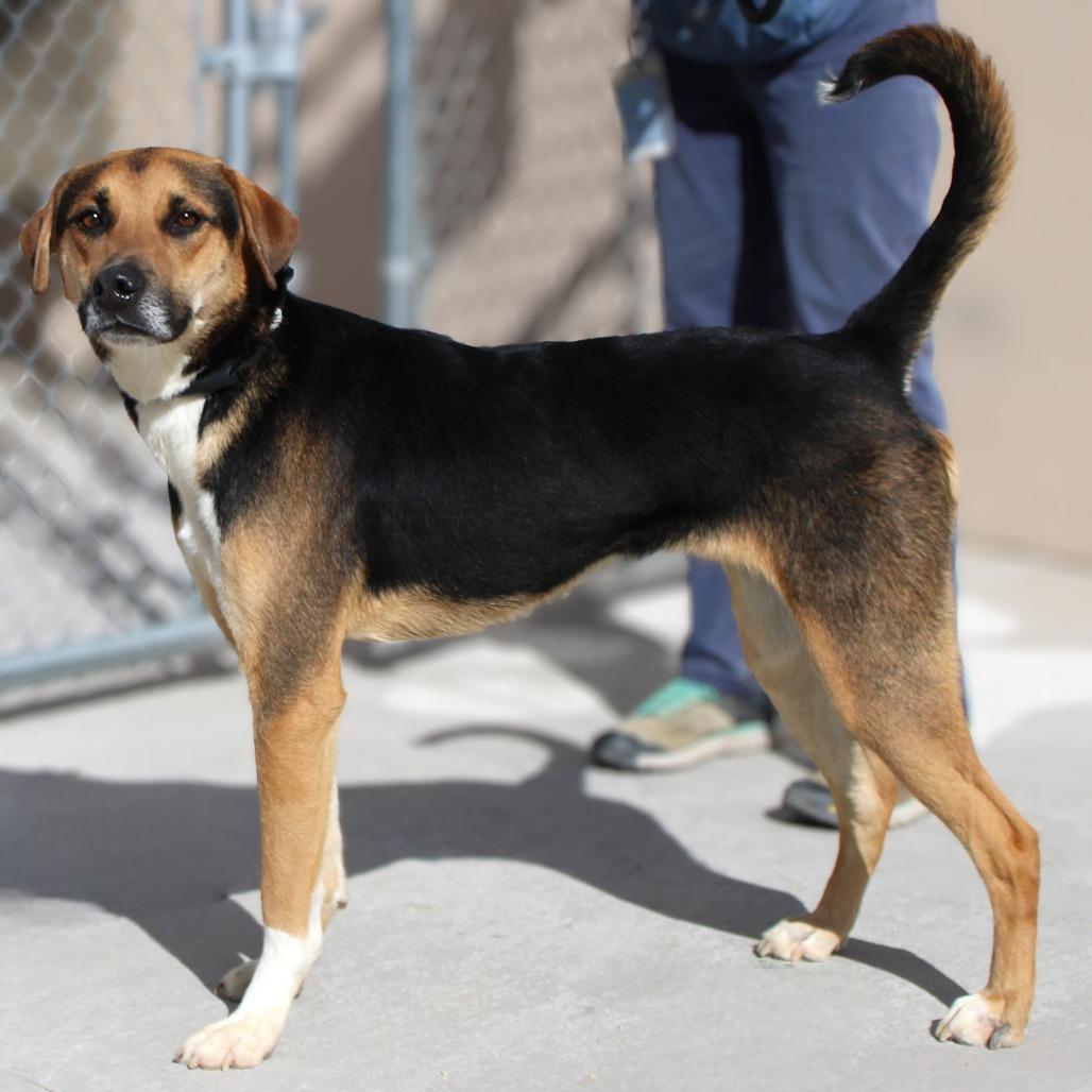 Enlarge Dash, a Adoptable Mixed Breed in Las Cruces, NM image 2/6
