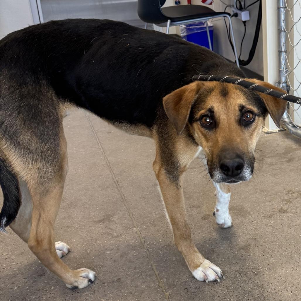 Enlarge Dash, a Adoptable Mixed Breed in Las Cruces, NM image 3/6