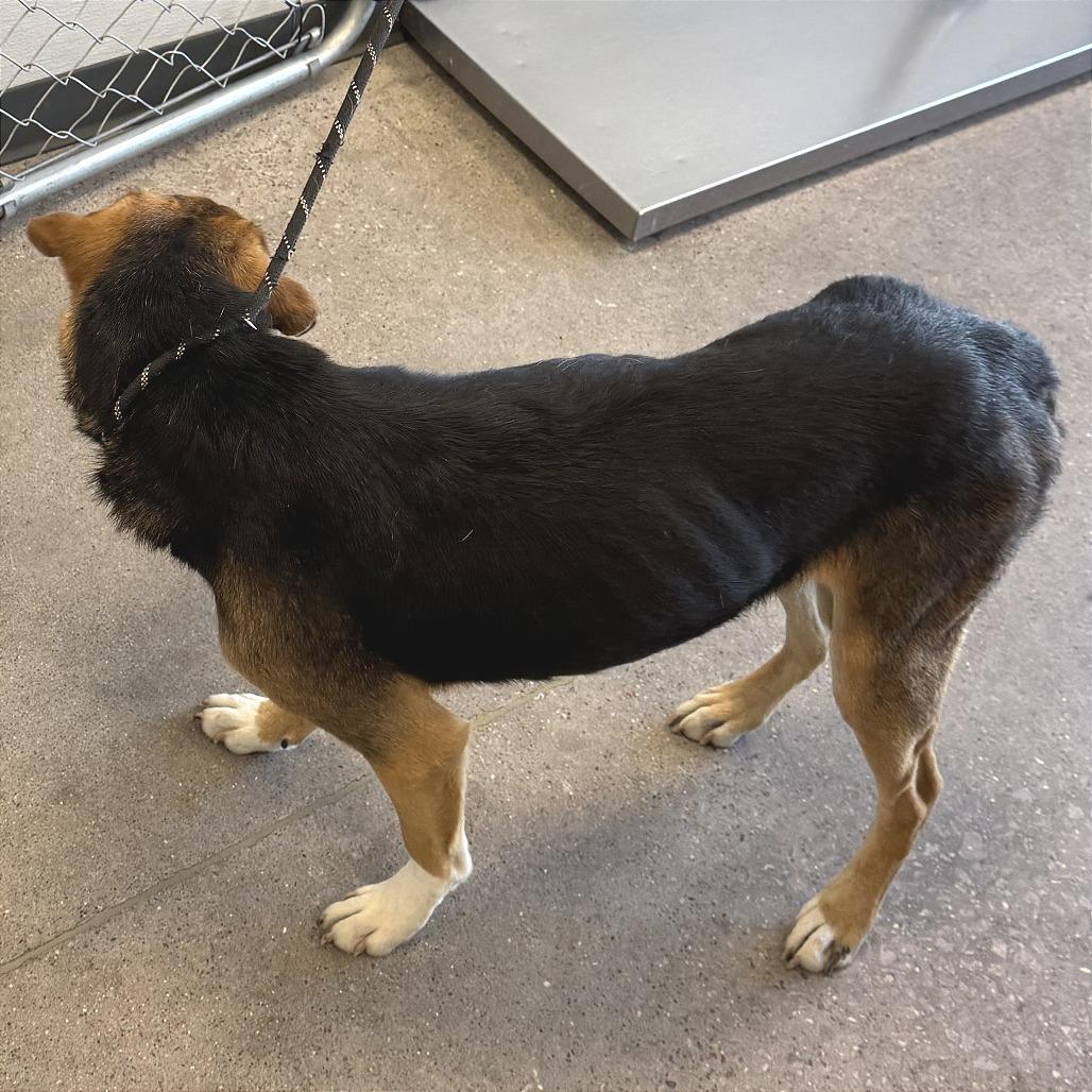 Enlarge Dash, a Adoptable Mixed Breed in Las Cruces, NM image 4/6