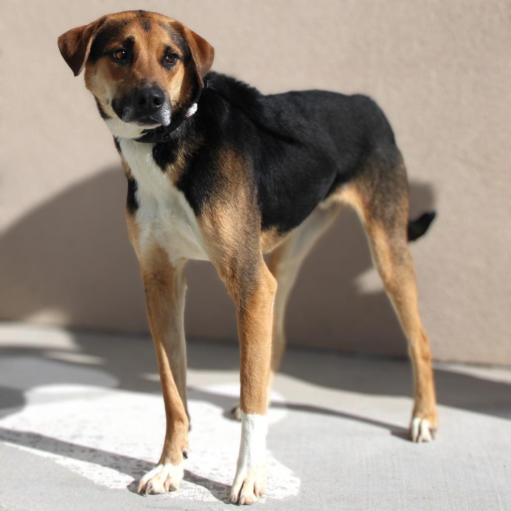 Enlarge Dash, a Adoptable Mixed Breed in Las Cruces, NM image 5/6