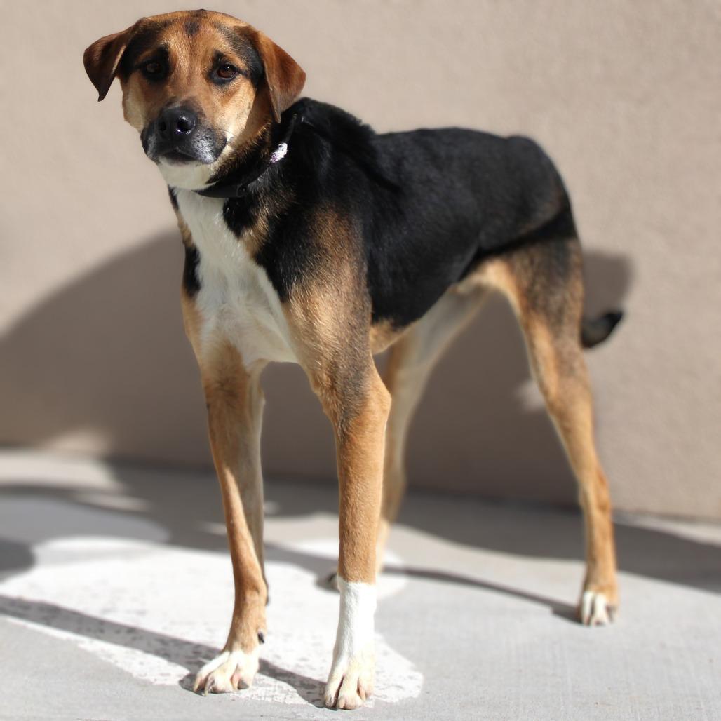 Enlarge Dash, a Adoptable Mixed Breed in Las Cruces, NM image 6/6