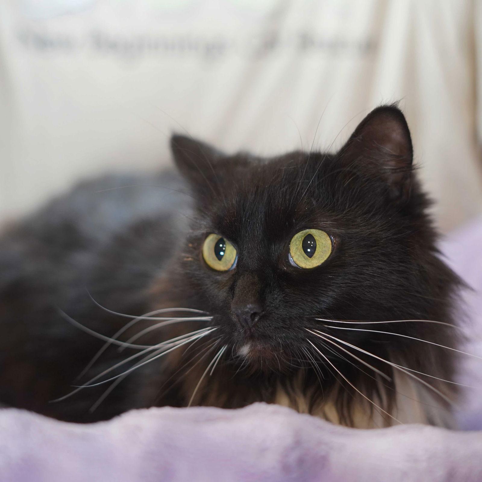 Marigold, Adopted, Young Female Tuxedo.