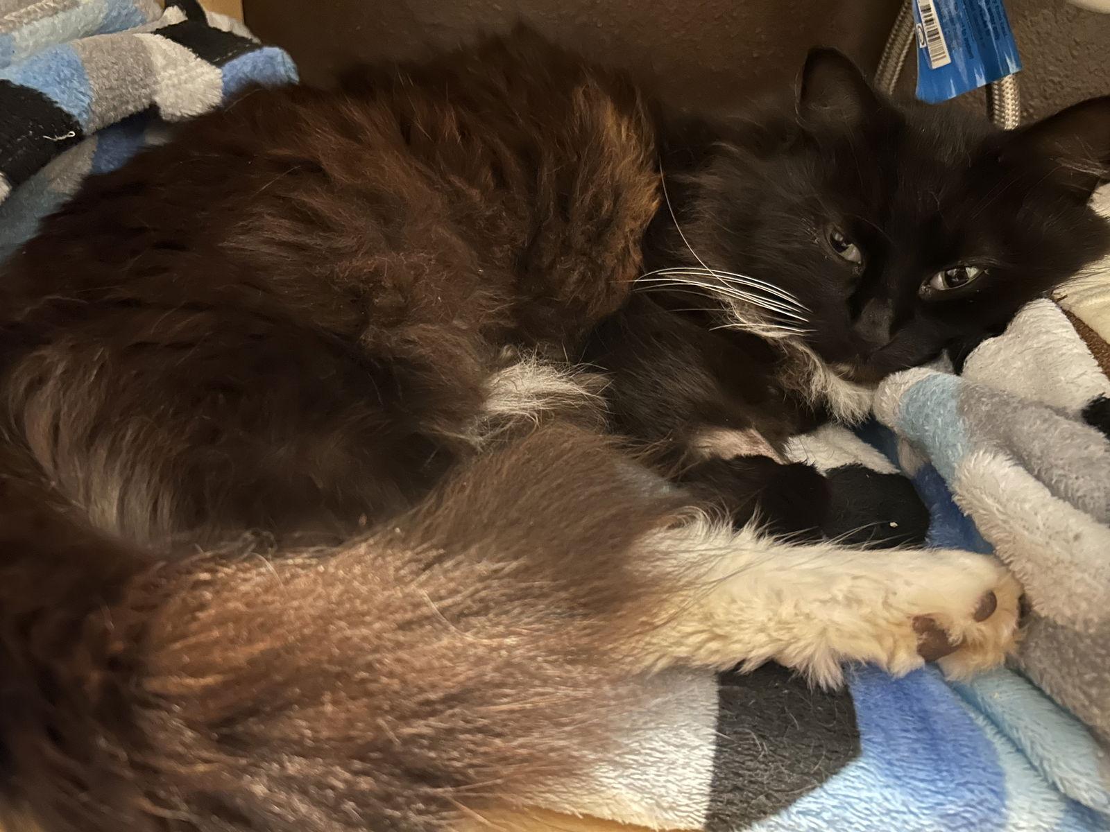 Enlarge Marigold, a Adopted Tuxedo in Garland, TX image 2/3