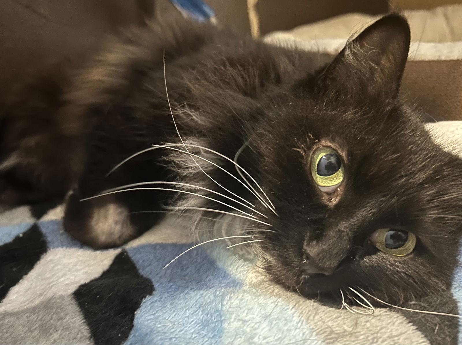 Enlarge Marigold, a Adopted Tuxedo in Garland, TX image 3/3