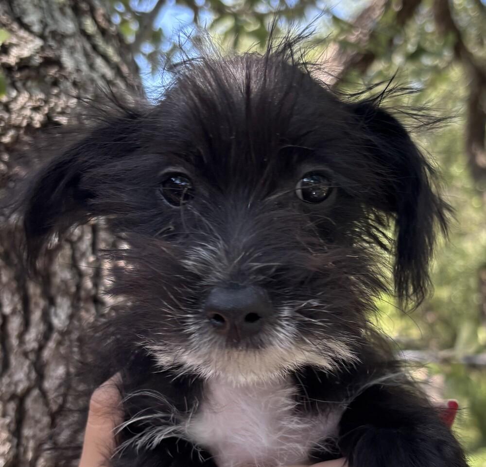 Disney Pocahontas, Adoptable, Puppy Female Norwich Terrier & Jack Russell Terrier.