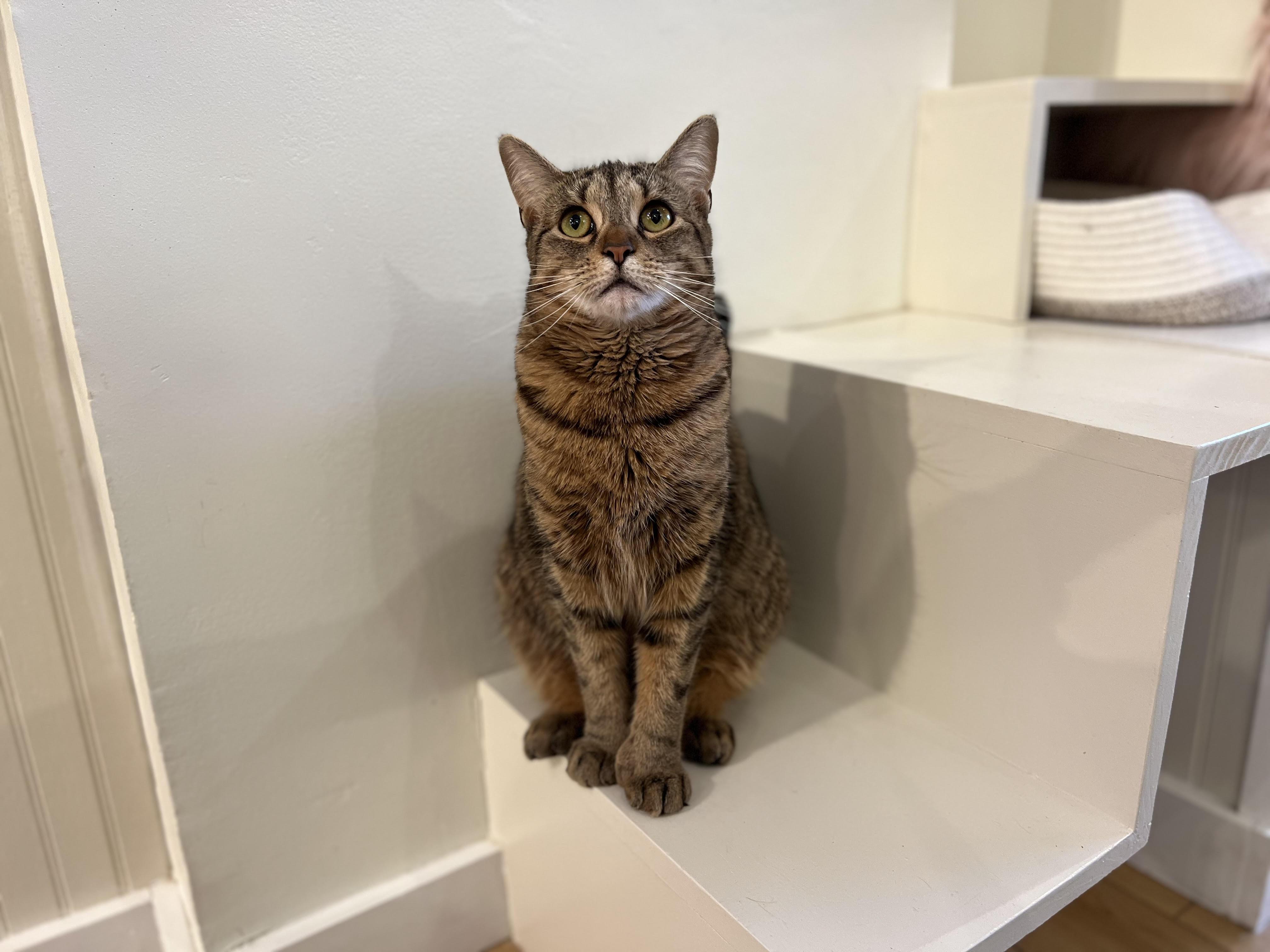 Enlarge Dahlia, a Adoptable Domestic Short Hair in Old Saybrook, CT image 1/6