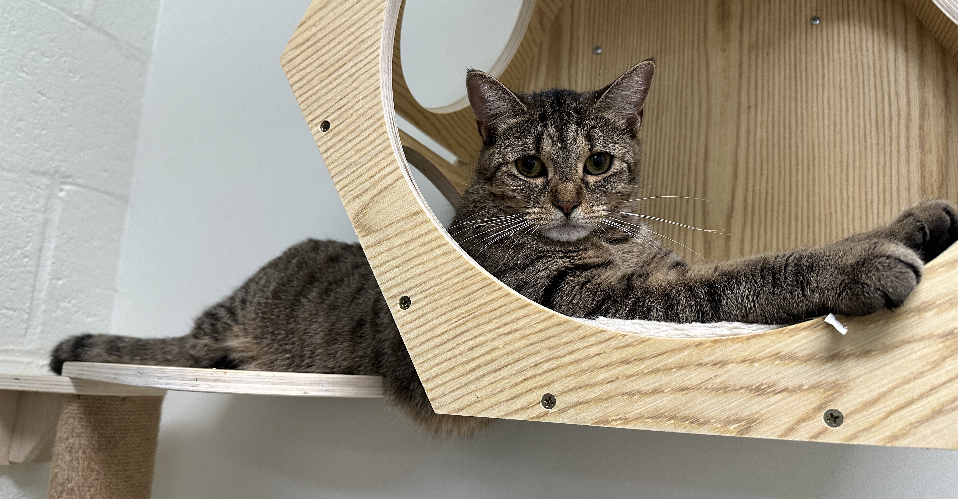 Enlarge Dahlia, a Adoptable Domestic Short Hair in Old Saybrook, CT image 2/6