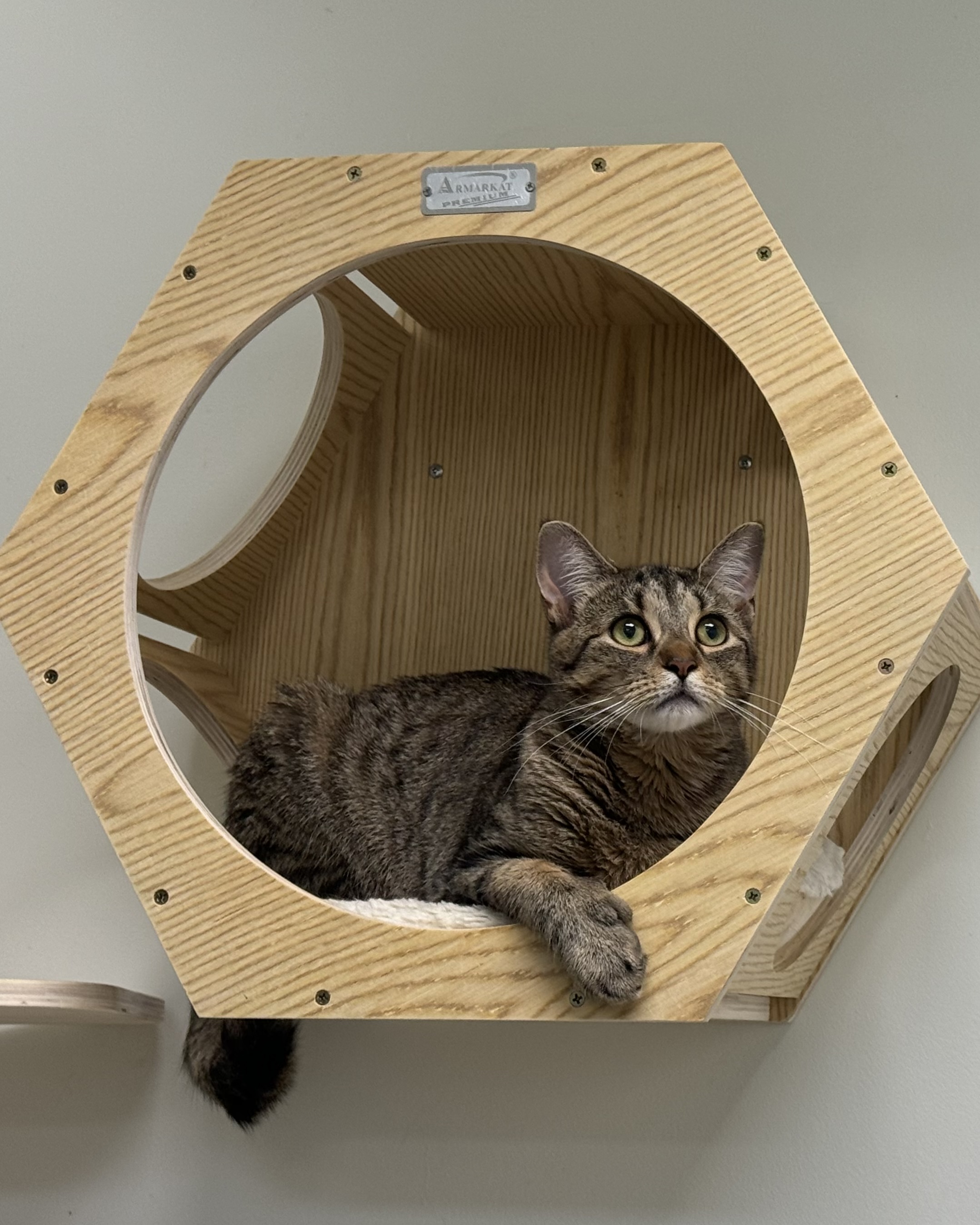 Enlarge Dahlia, a Adoptable Domestic Short Hair in Old Saybrook, CT image 3/6