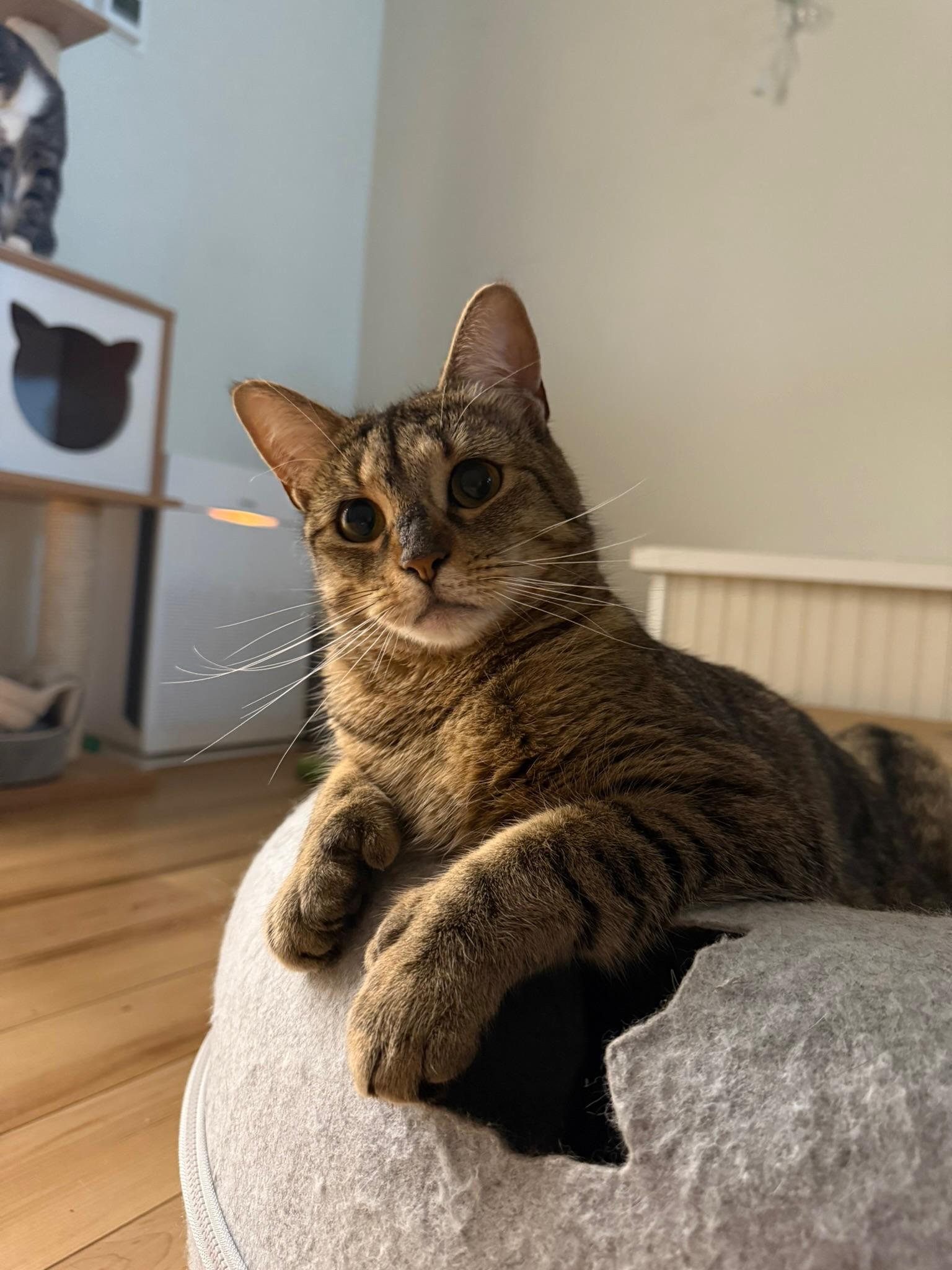 Enlarge Dahlia, a Adoptable Domestic Short Hair in Old Saybrook, CT image 4/6