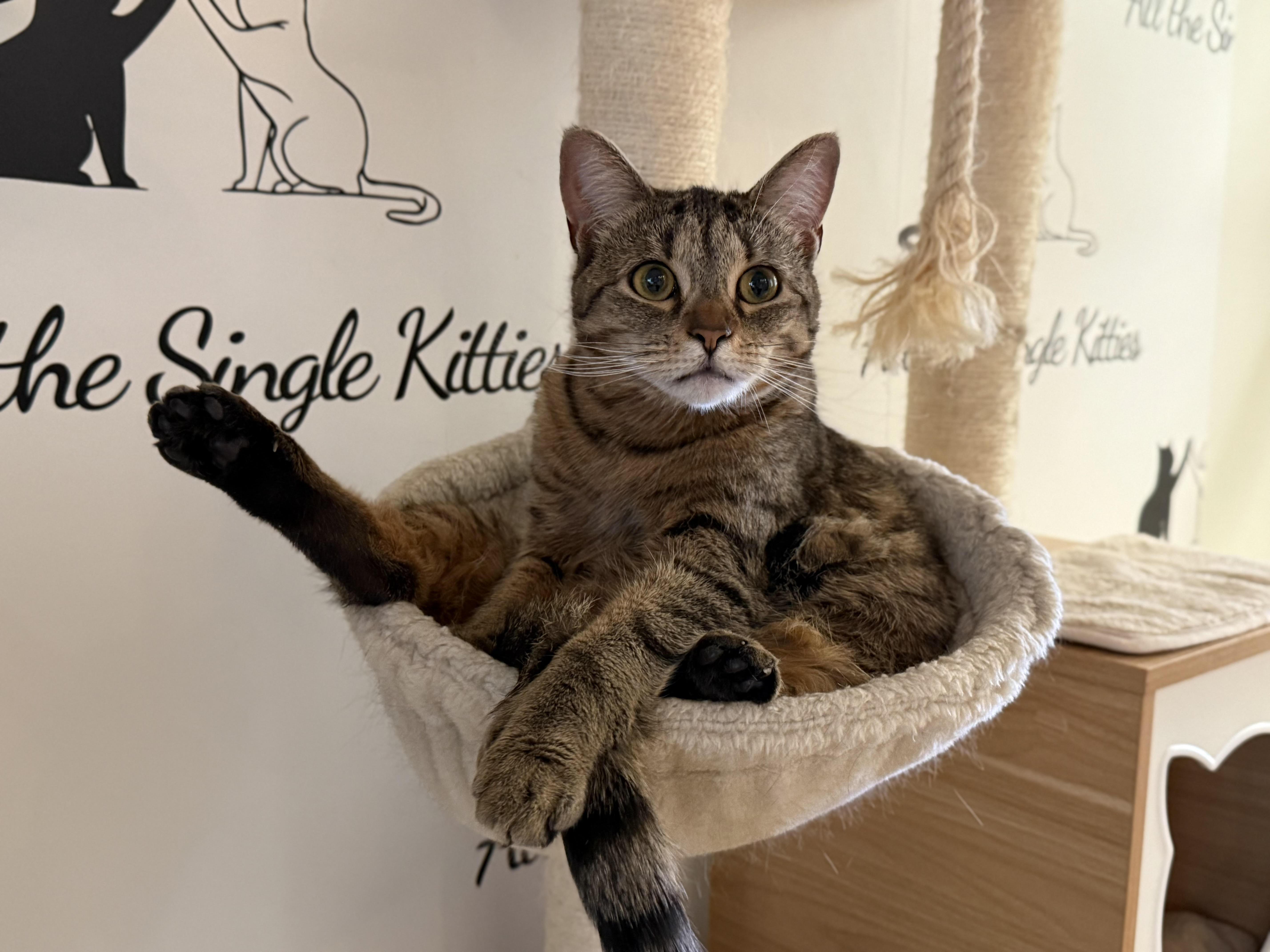 Enlarge Dahlia, a Adoptable Domestic Short Hair in Old Saybrook, CT image 5/6