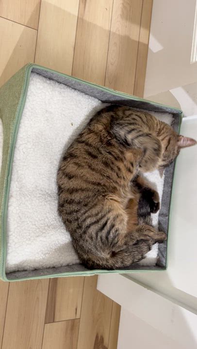 Enlarge Dahlia, a Adoptable Domestic Short Hair in Old Saybrook, CT video 6/6