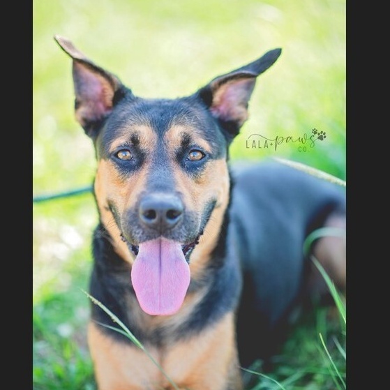 *Cane photo 3