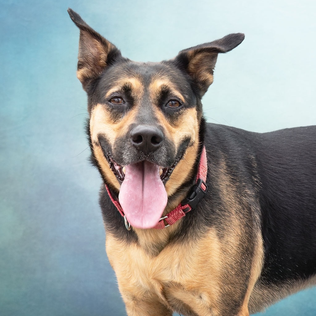 *Cane, Adult Male Shepherd