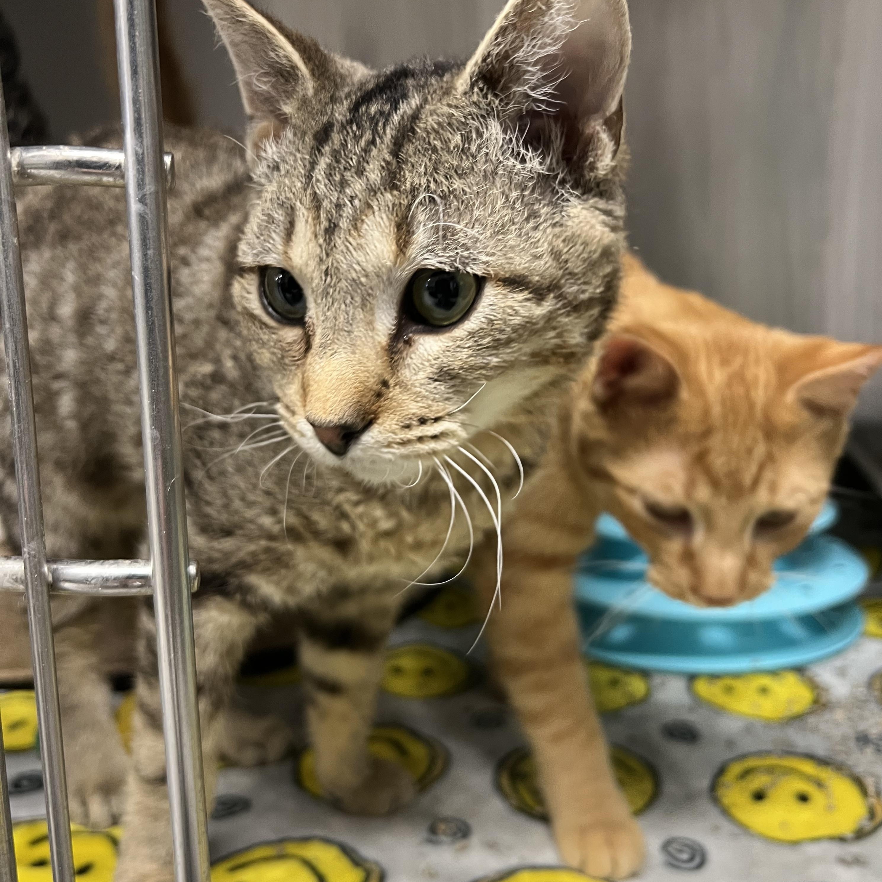 Van Gogh thumbnail 2