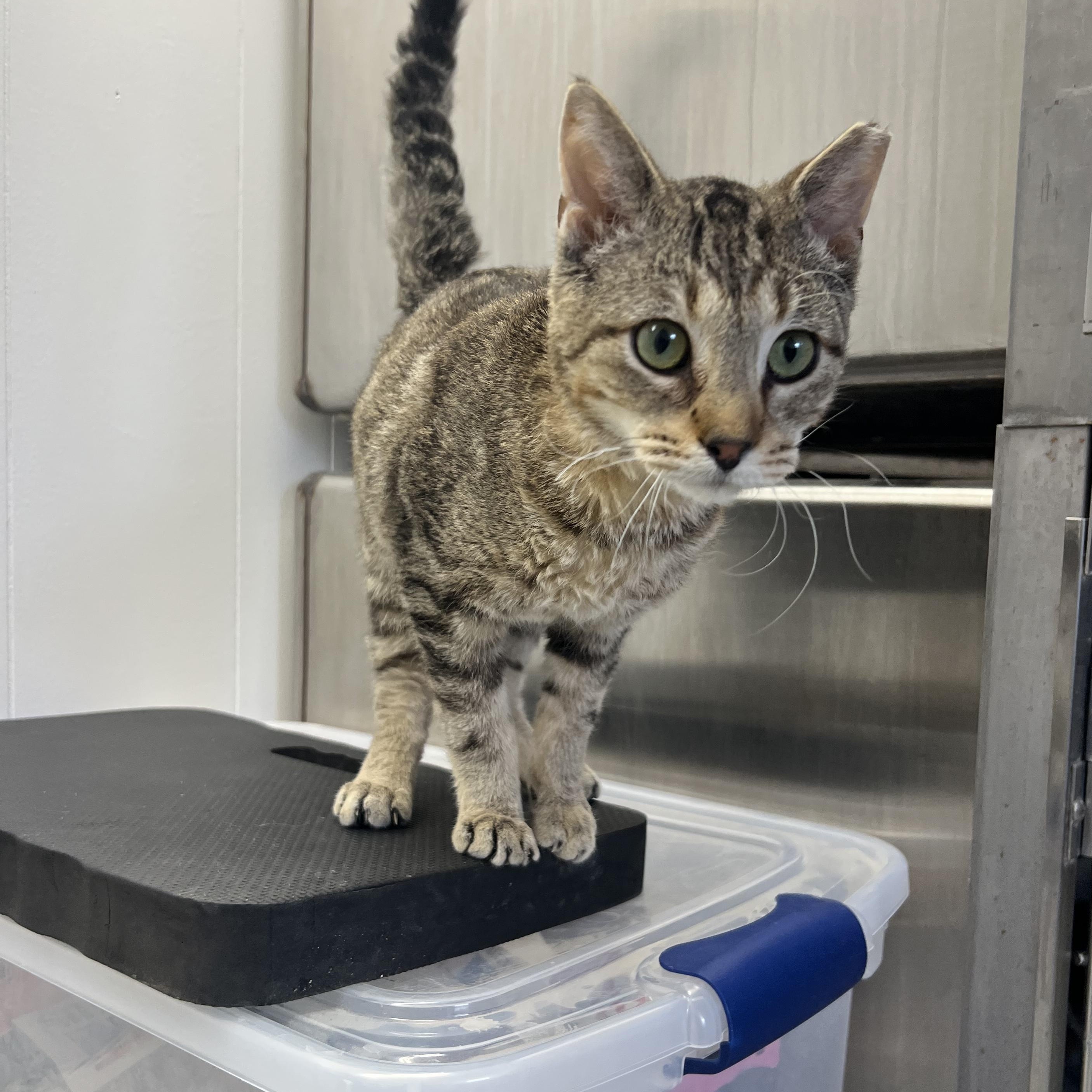 Van Gogh thumbnail 3