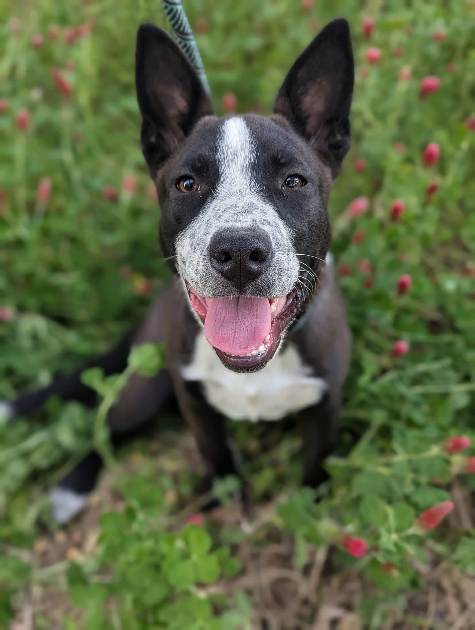 Enlarge Pascal , a ADOPTABLE mixed breed in Mendham, NJ image 3/4