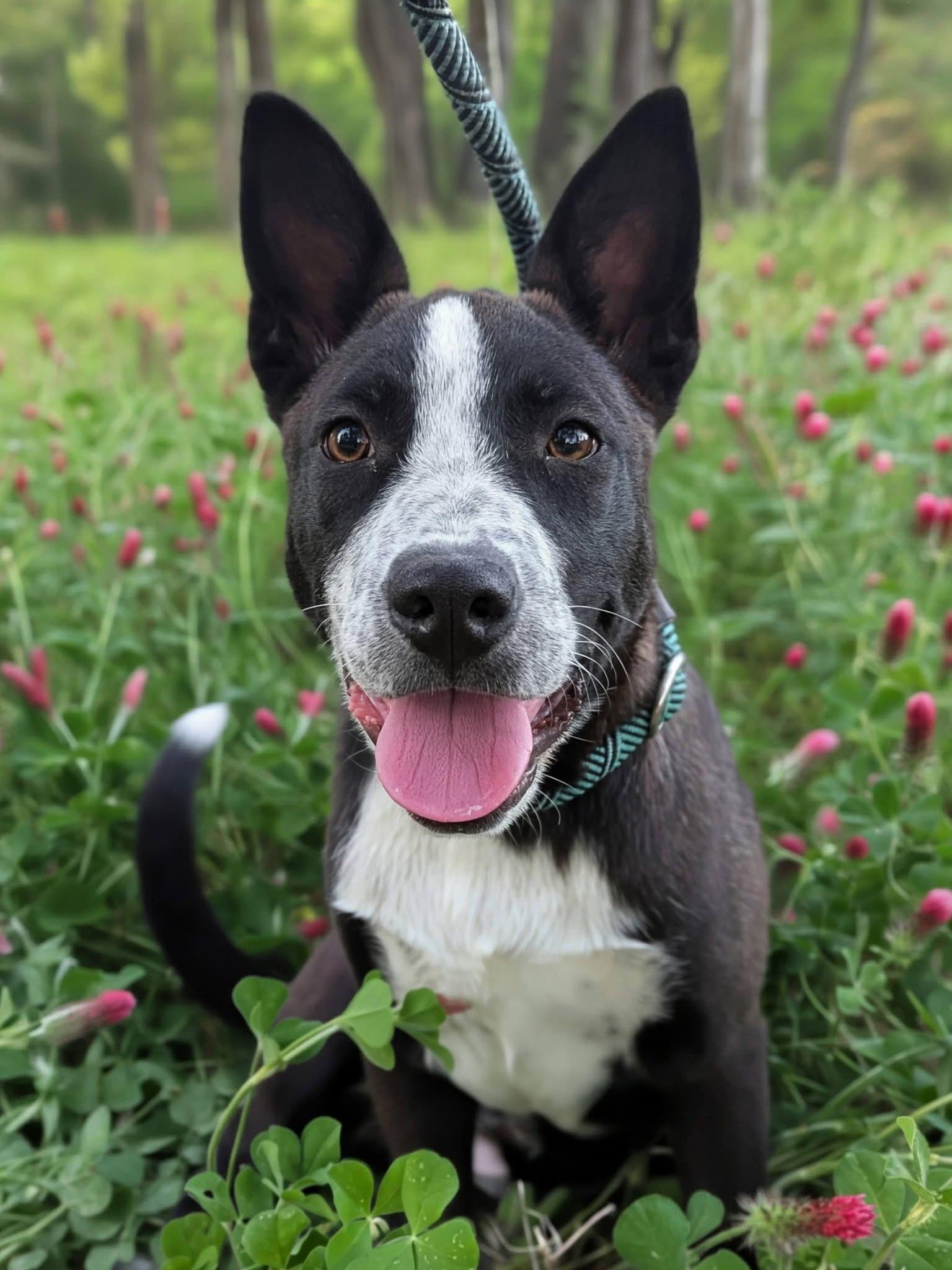 Enlarge Pascal , a ADOPTABLE mixed breed in Mendham, NJ image 1/4
