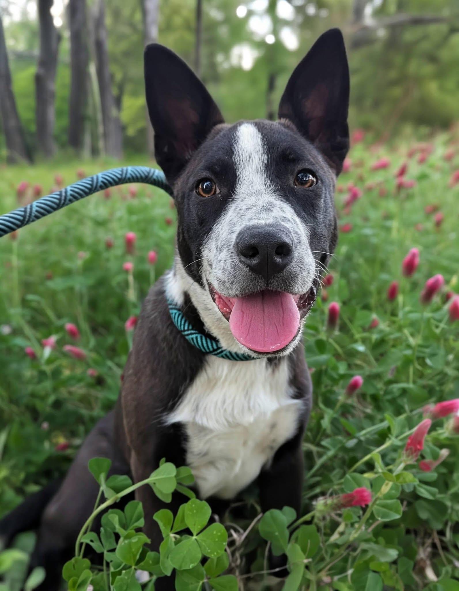 Enlarge Pascal , a ADOPTABLE mixed breed in Mendham, NJ image 2/4