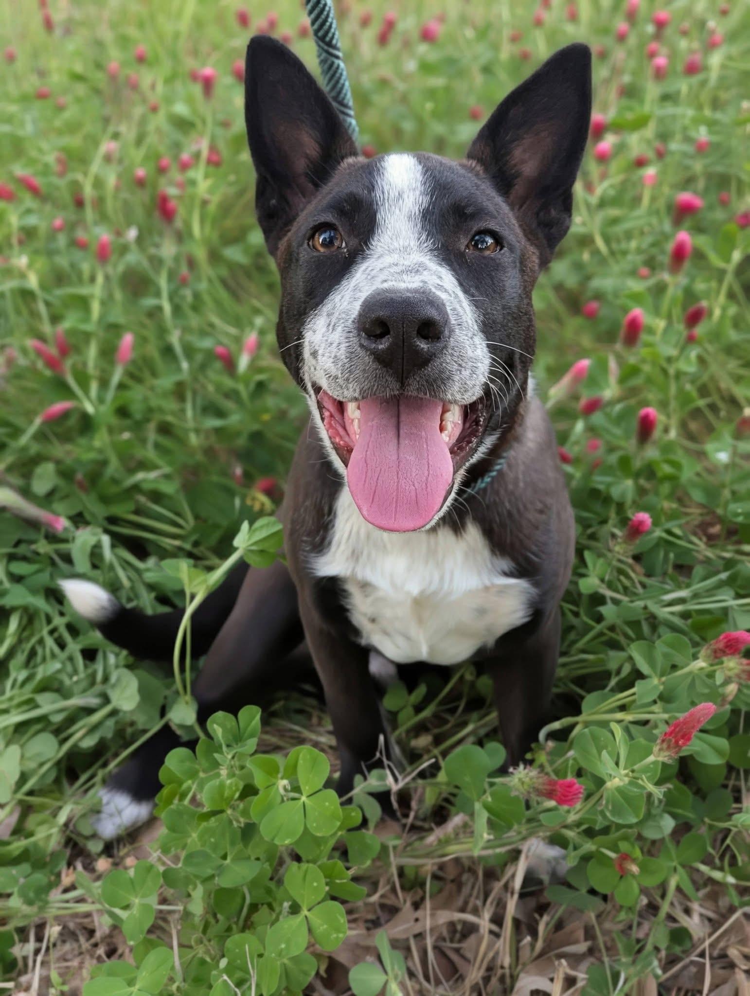 Enlarge Pascal , a ADOPTABLE mixed breed in Mendham, NJ image 4/4