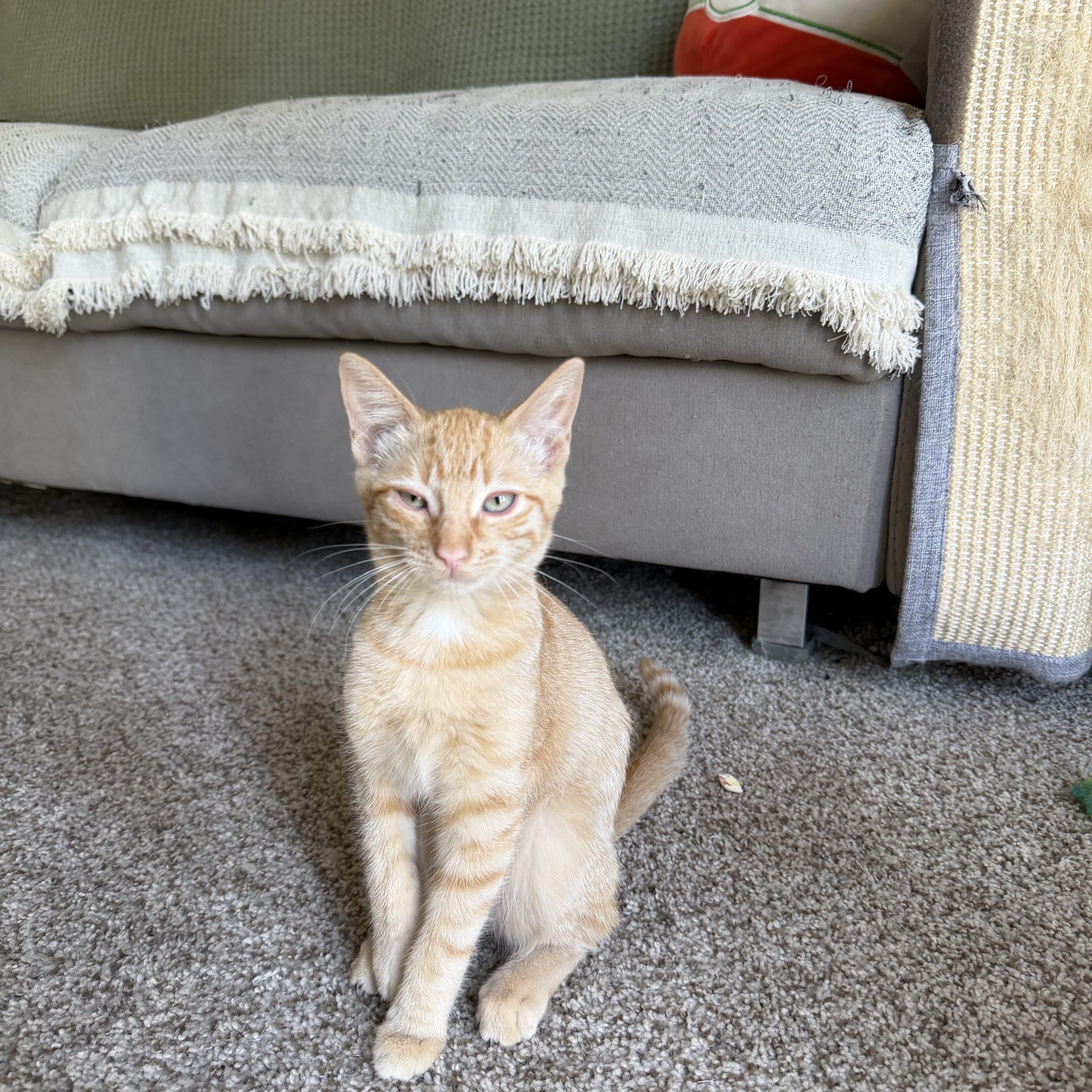 Saela, ADOPTABLE, Kitten Female Domestic Short Hair.