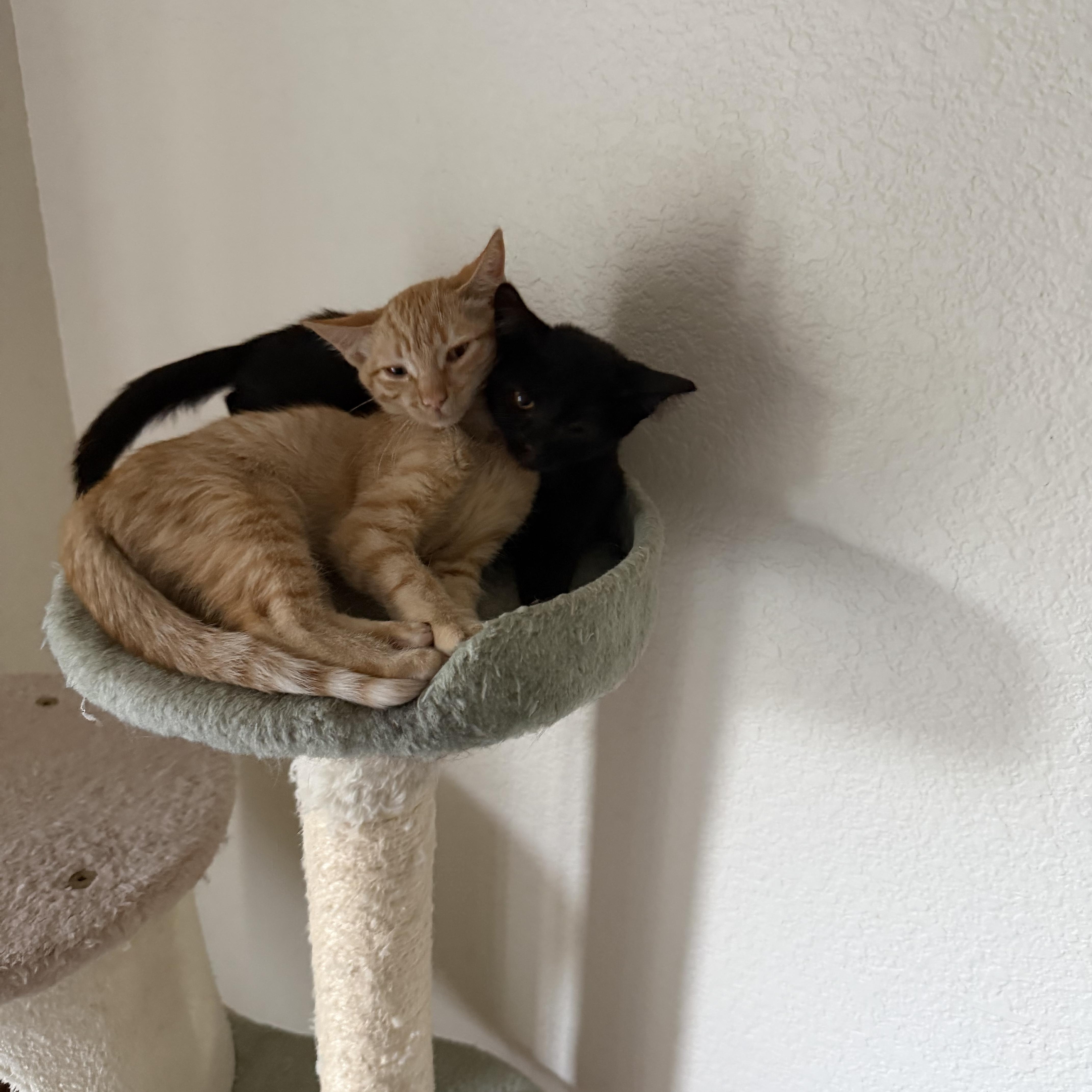 Enlarge Saela, a ADOPTABLE Domestic Short Hair in Penryn, CA image 3/3